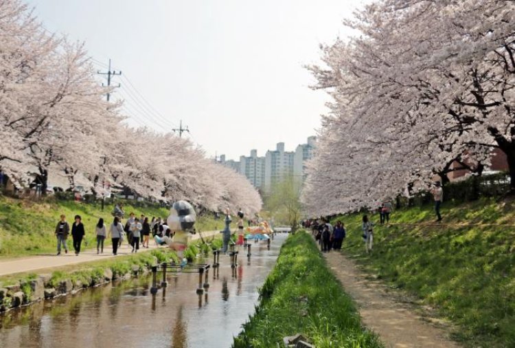 궁거랑에 벚꽃이 활짝 피었습니다.