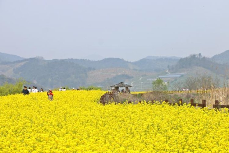 주남저수지의 유채꽃...