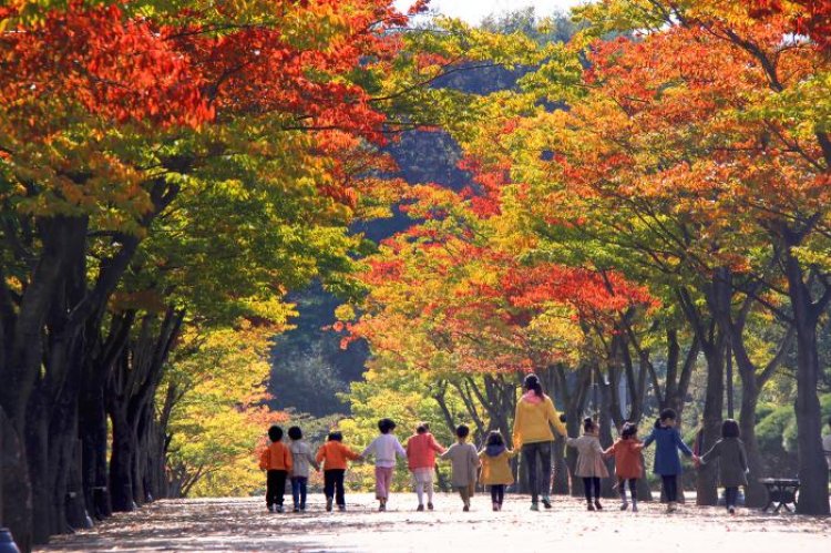 울산 형형색색 수 놓은 가을빛 단풍....