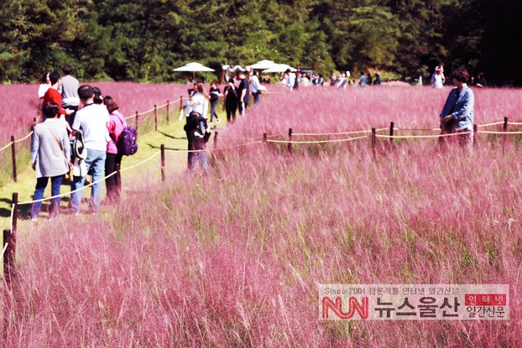 울산대공원 핑크뮬리 속으로...