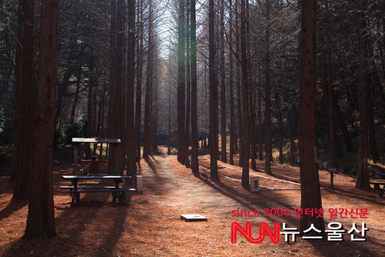 겨울 맞이한 울산 대공원의 메타쉐콰이어 길....