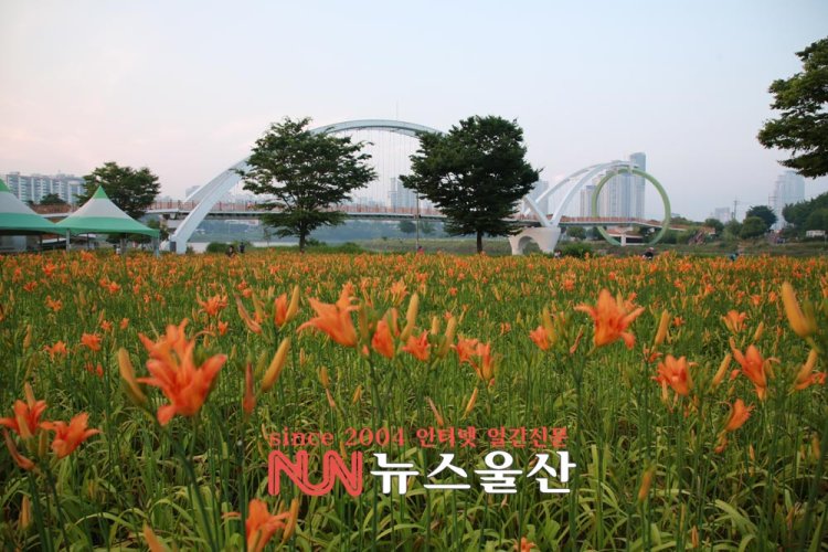 꽃망울 터트린 원추리꽃