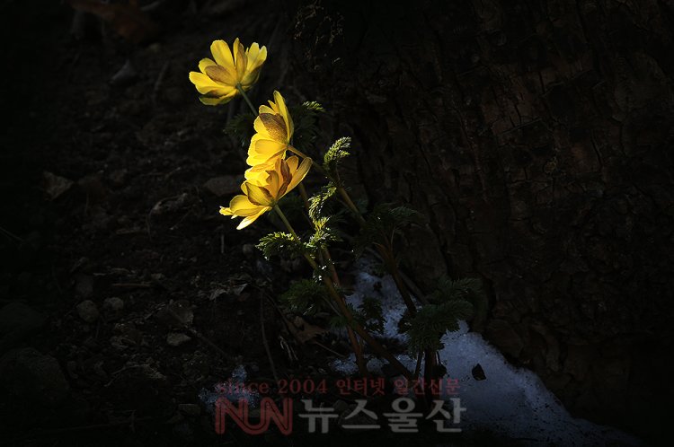 봄의 전령사 복수초 개화