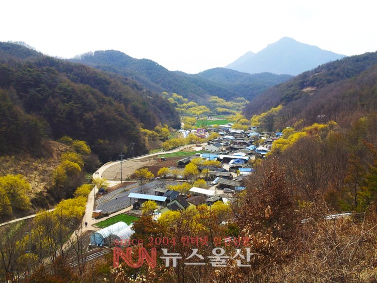 노랗게 물든 산수유 마을