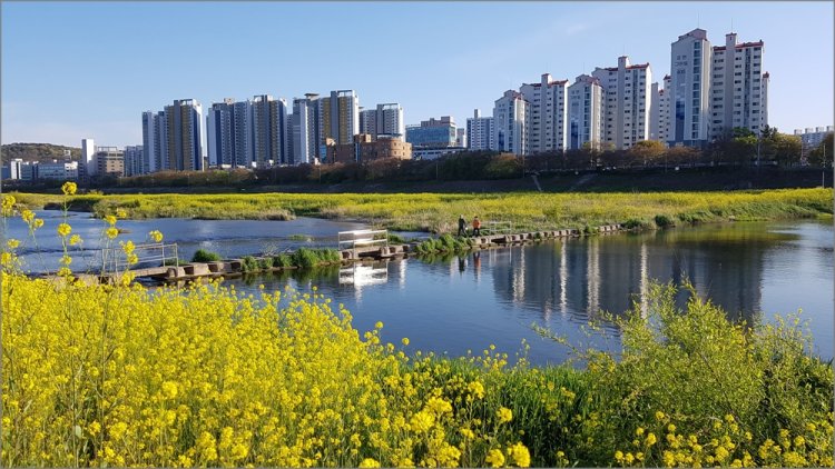태화강의 봄소식