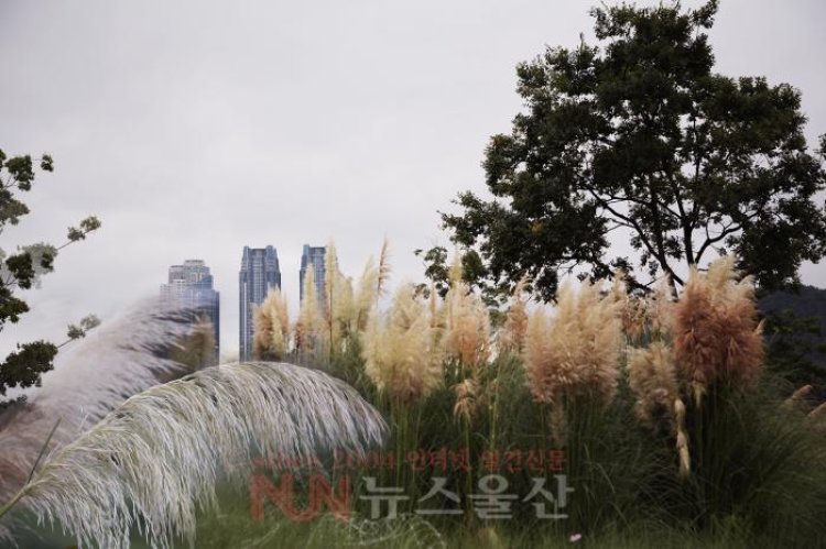 가을을 알리는 팜파스 그라스