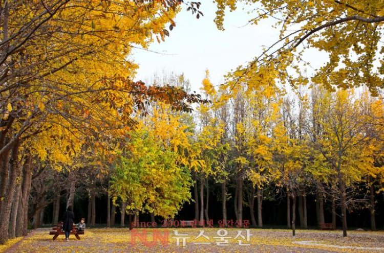 노랗게 물든 가을정취 속으로...