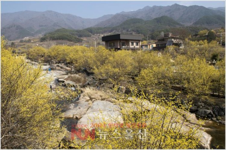 구례의 봄...노오란 산수유꽃 절정