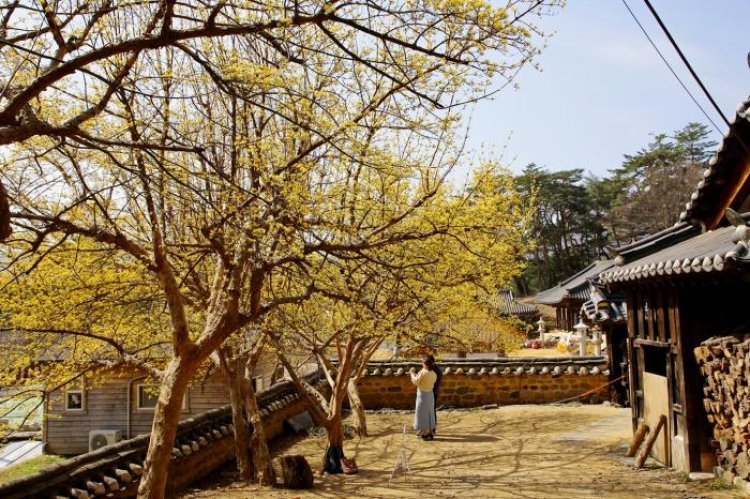 통도사의 봄소식