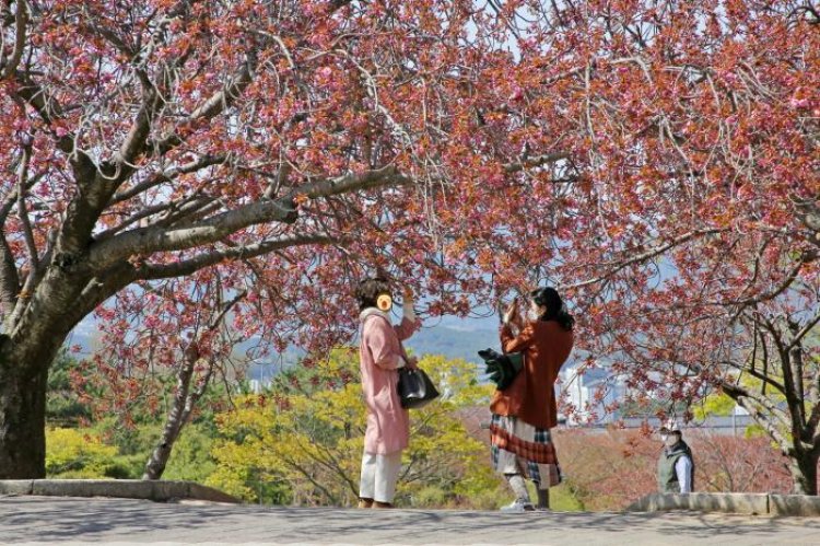 경주 불국사 겹벚꽃 개화