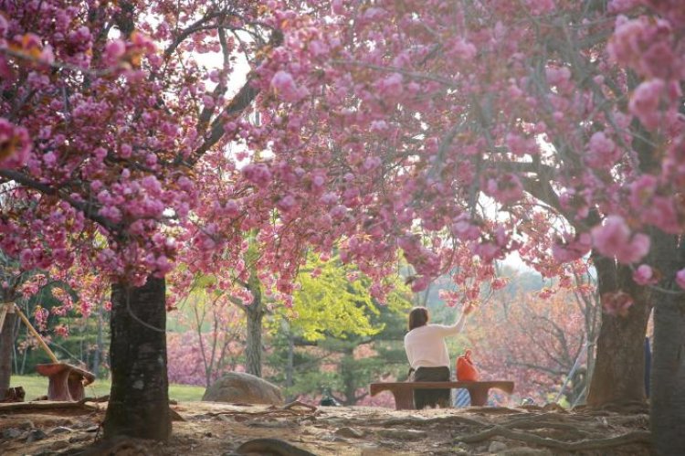 경주 불국사 겹벚꽃 개화