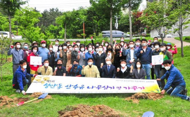 성안동, 산수유 나무 50주 심기 진행
