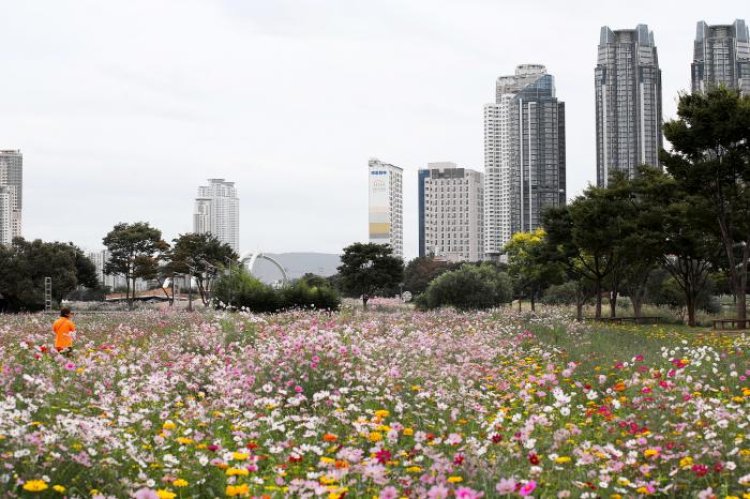 태화강국가정원 코스모스 물결...