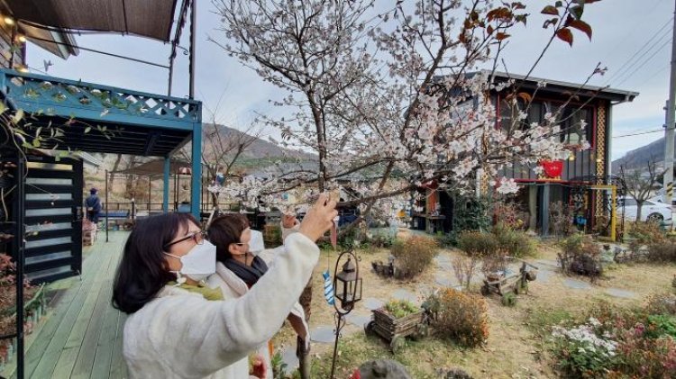 가을에 피는 춘추벚꽃