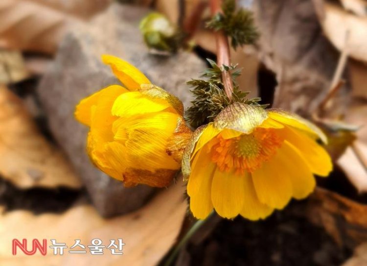 '봄의 전령사' 복수초 개화