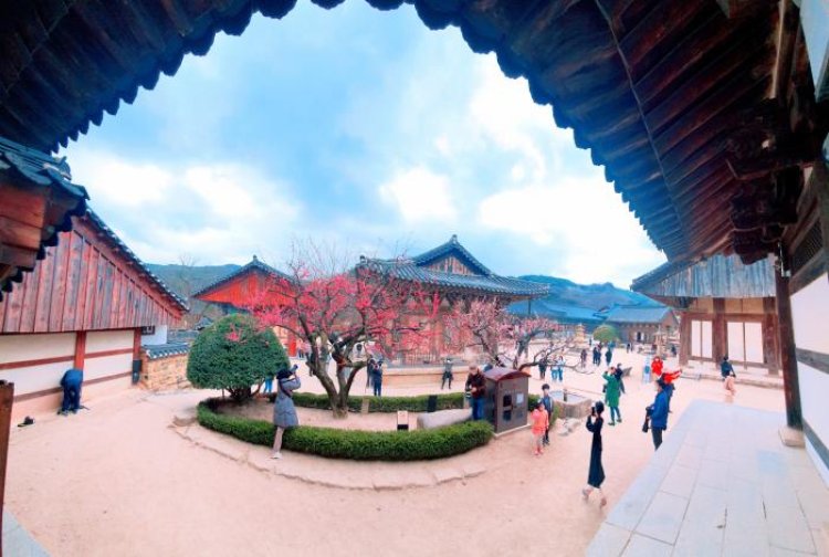 홍매화 보려 오세요