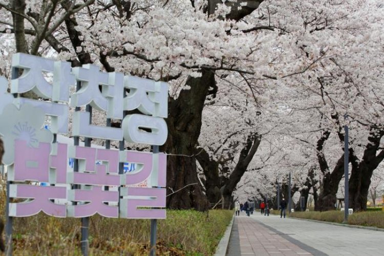 만발한 울산 작천정 벚꽃
