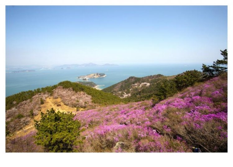 연분홍빛 물결 거제 대금산 진달래