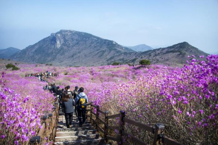 천상의 화원