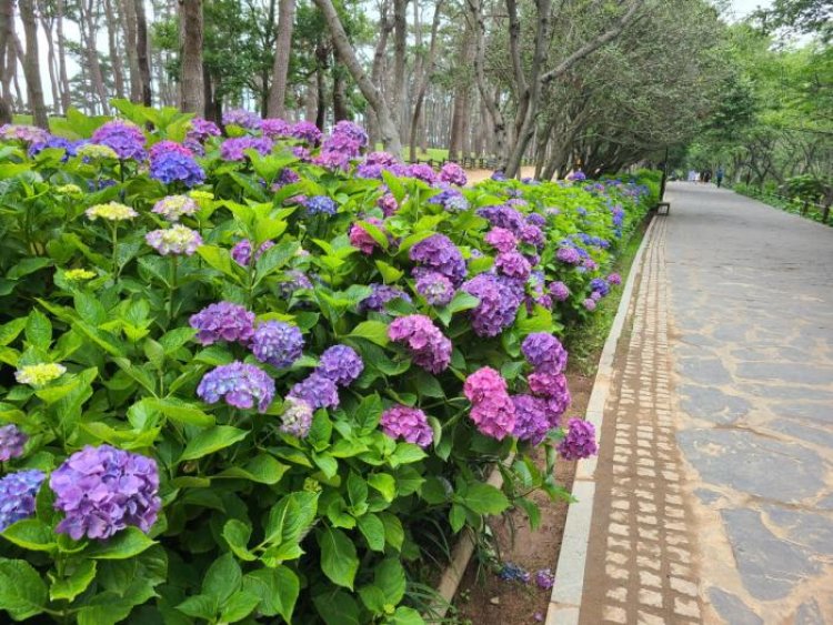 “여름 수국 보러 대왕암공원에 오세요”