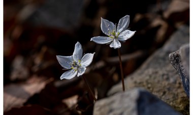 봄의 전령사를 찾아서