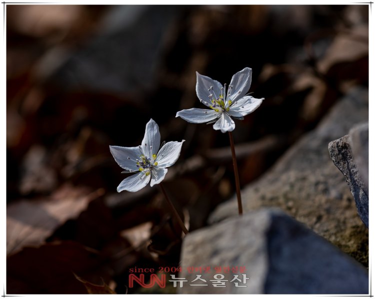 봄의 전령사를 찾아서