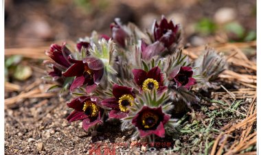 아름다운 자태의 할미꽃