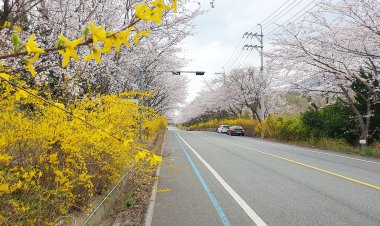 울산 벚꽃  활짝 폈다