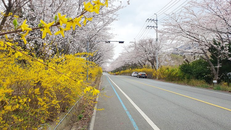 울산 벚꽃  활짝 폈다