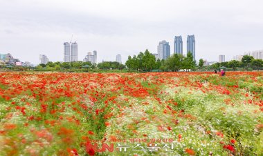 안개꽃과 양귀비의 조화