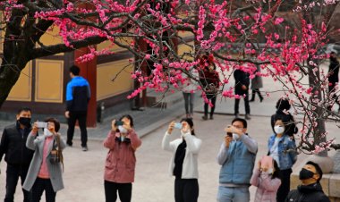 통도사 홍매화, 벌써 꽃망울을 터뜨렸어요