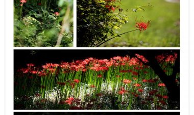 고창 선운사 상사화