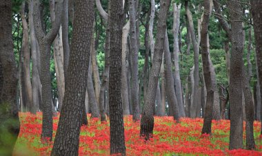 울산시 동구 대왕암 공원 꽃무릇 만개