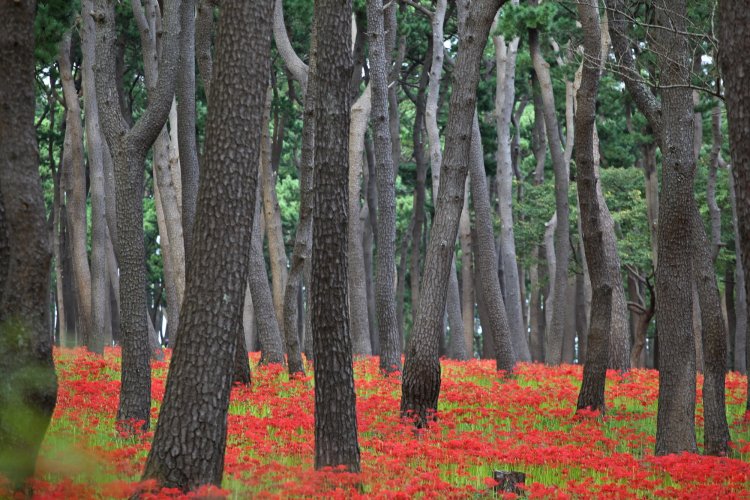 울산시 동구 대왕암 공원 꽃무릇 만개