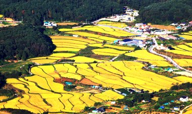 황금빛 가을들녘