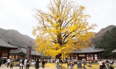 노란 수채화 그려 놓은 듯...운문사 은행나무 개방