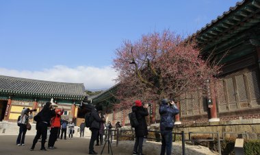 봄이 성큼 양산 통도사 홍매화 꽃망울 터트려...