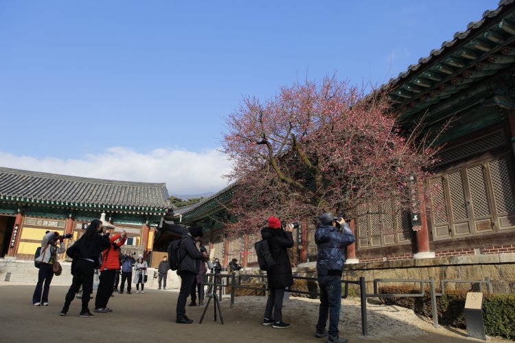 봄이 성큼 양산 통도사 홍매화 꽃망울 터트려...