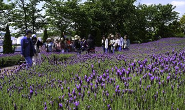 장생포 근린공원 내 라벤더 개화