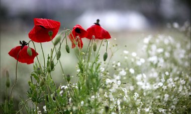 양귀비와 안개꽃.