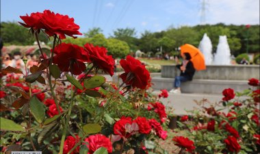 울산 대공원 장미축제