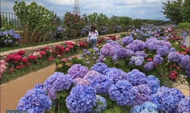 울산 장생포 수국축제 개막
