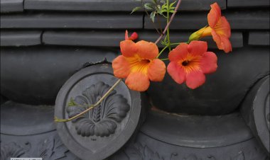 소화자매의 월담