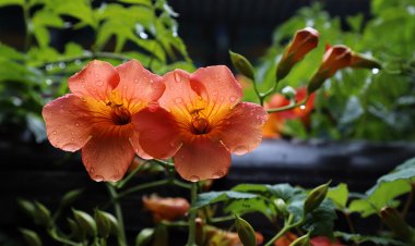 통도사의 능소화