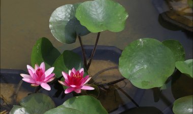 청순한 꽃 수련