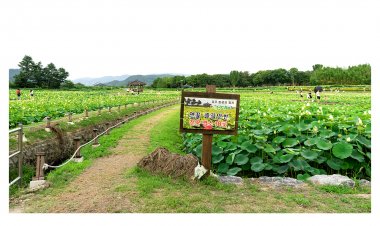 경주 동궁과월지 연꽃,해바라기 명소