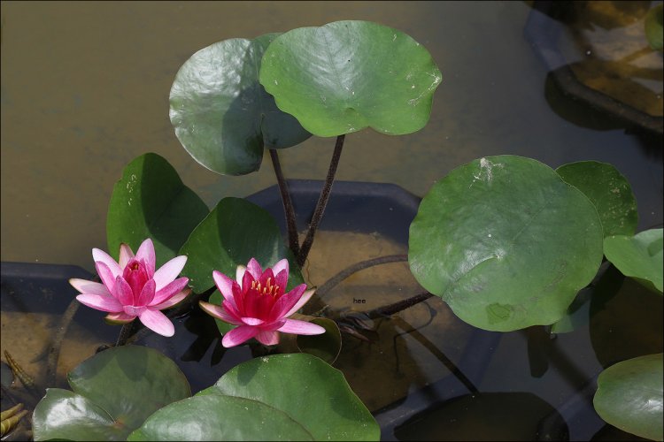 청순한 꽃 수련
