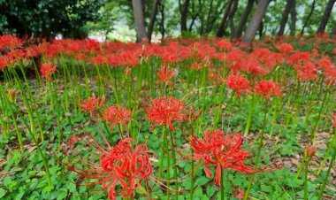 선암호수공원 꽃무릇 군락지, 가을을 붉게 물들이다.