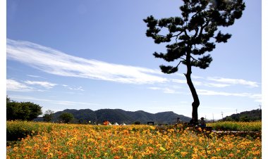2024  기강  댑싸리 축제