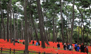 꽃무릇 보려 동구로 오세요